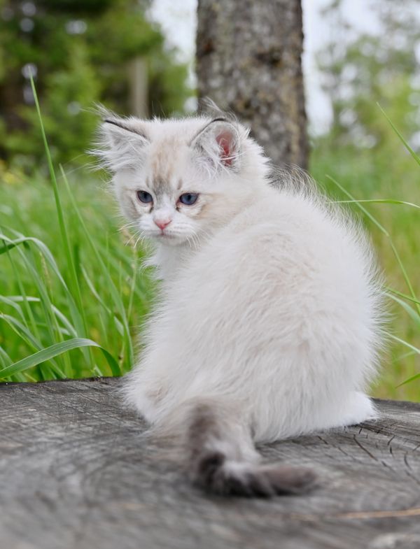 #RagdollKittensPortland
#RagdollKittensSeattle
#RagdollKittensNearMe
#RagdollKittensUSA