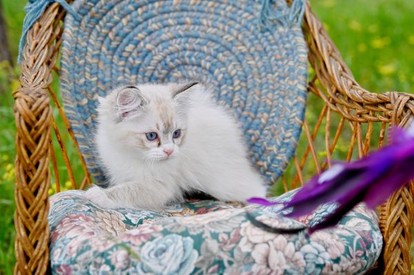 #RagdollKittensPortland
#RagdollKittensSeattle
#RagdollKittensNearMe
#RagdollKittensUSA