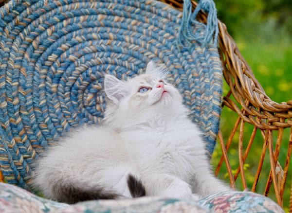 #RagdollKittensPortland
#RagdollKittensSeattle
#RagdollKittensNearMe
#RagdollKittensUSA