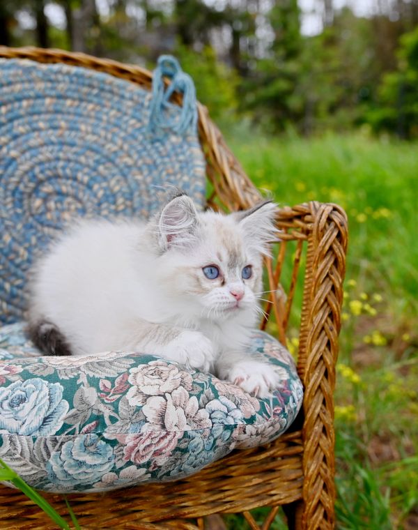 #RagdollKittensPortland
#RagdollKittensSeattle
#RagdollKittensNearMe
#RagdollKittensUSA