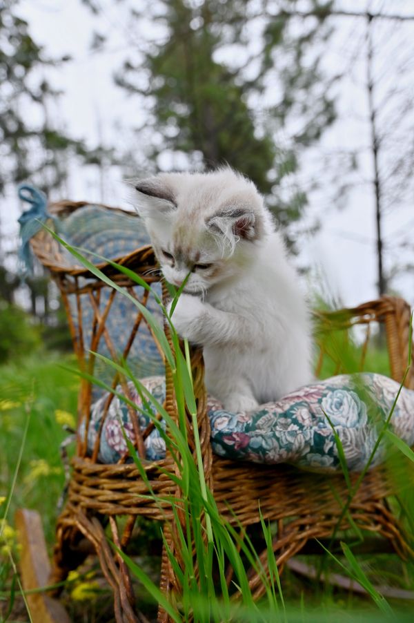 #RagdollKittensPortland
#RagdollKittensSeattle
#RagdollKittensNearMe
#RagdollKittensUSA