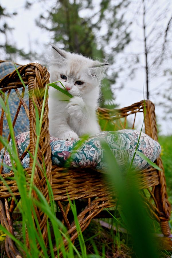 #RagdollKittensPortland
#RagdollKittensSeattle
#RagdollKittensNearMe
#RagdollKittensUSA