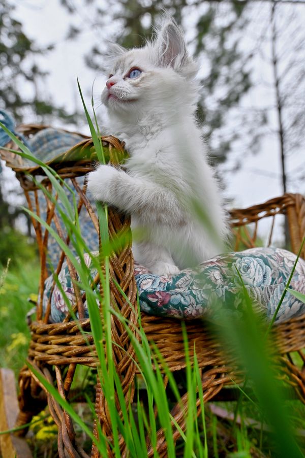 #RagdollKittensPortland
#RagdollKittensSeattle
#RagdollKittensNearMe
#RagdollKittensUSA