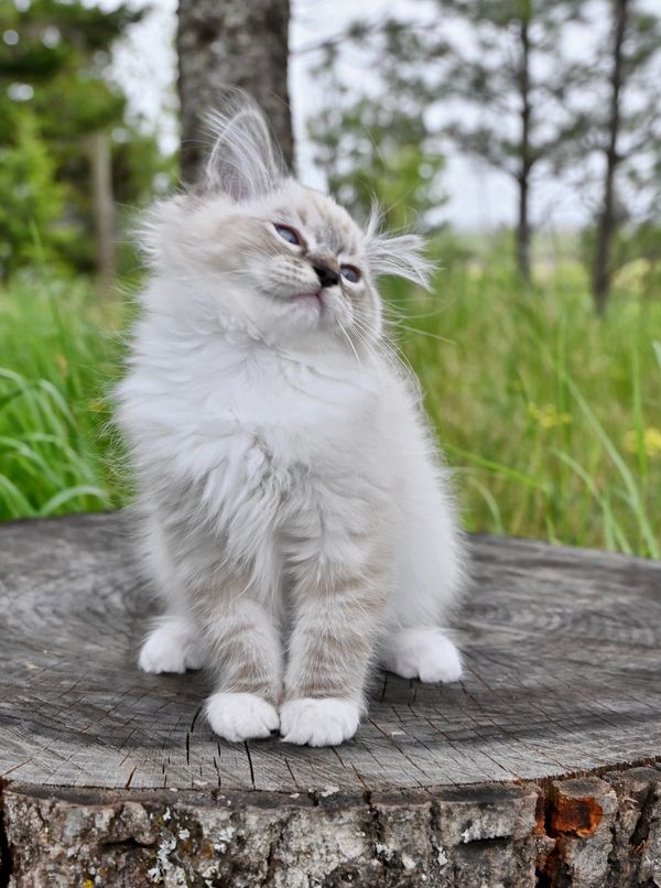 #RagdollKittensPortland
#RagdollKittensSeattle
#RagdollKittensNearMe
#RagdollKittensUSA