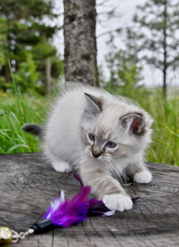 #RagdollKittensPortland
#RagdollKittensSeattle
#RagdollKittensNearMe
#RagdollKittensUSA
