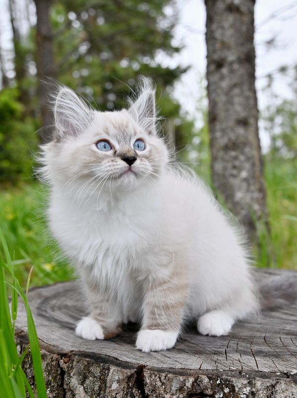 #RagdollKittensPortland
#RagdollKittensSeattle
#RagdollKittensNearMe
#RagdollKittensUSA