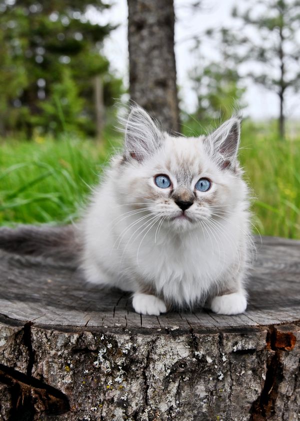 #RagdollKittensPortland
#RagdollKittensSeattle
#RagdollKittensNearMe
#RagdollKittensUSA