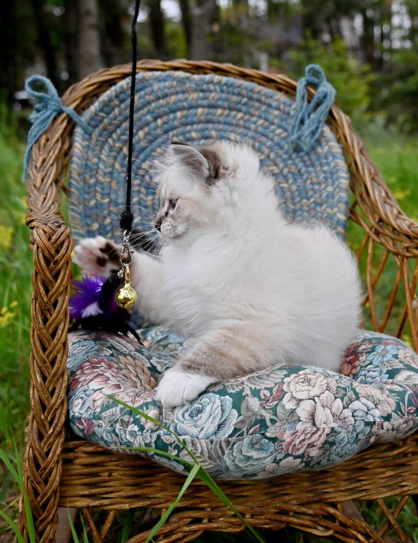 #RagdollKittensPortland
#RagdollKittensSeattle
#RagdollKittensNearMe
#RagdollKittensUSA