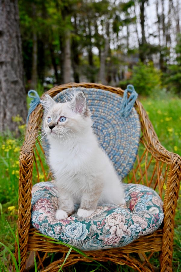 #RagdollKittensPortland
#RagdollKittensSeattle
#RagdollKittensNearMe
#RagdollKittensUSA