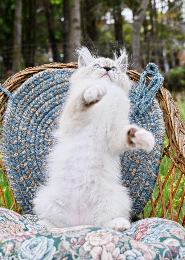 #RagdollKittensPortland
#RagdollKittensSeattle
#RagdollKittensNearMe
#RagdollKittensUSA