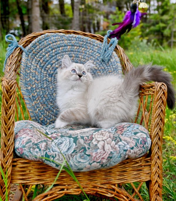#RagdollKittensPortland
#RagdollKittensSeattle
#RagdollKittensNearMe
#RagdollKittensUSA