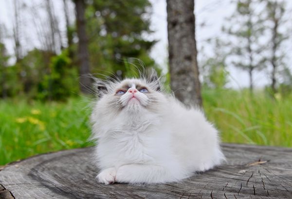 #RagdollKittensPortland
#RagdollKittensSeattle
#RagdollKittensNearMe
#RagdollKittensUSA