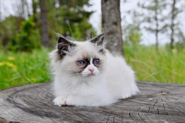 #RagdollKittensPortland
#RagdollKittensSeattle
#RagdollKittensNearMe
#RagdollKittensUSA