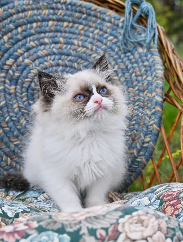 #RagdollKittensPortland
#RagdollKittensSeattle
#RagdollKittensNearMe
#RagdollKittensUSA