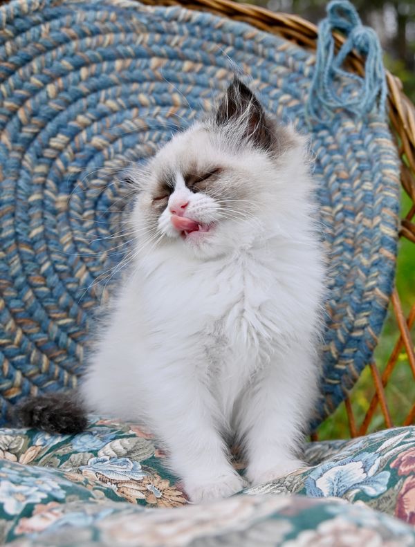 #RagdollKittensPortland
#RagdollKittensSeattle
#RagdollKittensNearMe
#RagdollKittensUSA