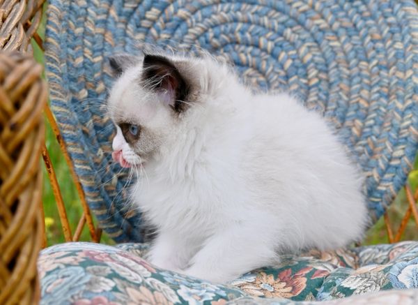 #RagdollKittensPortland
#RagdollKittensSeattle
#RagdollKittensNearMe
#RagdollKittensUSA