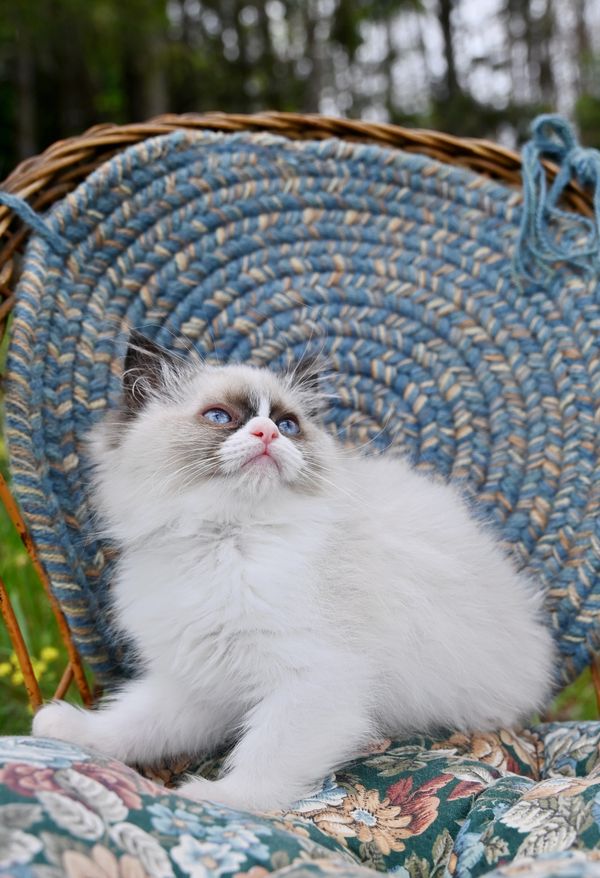 #RagdollKittensPortland
#RagdollKittensSeattle
#RagdollKittensNearMe
#RagdollKittensUSA