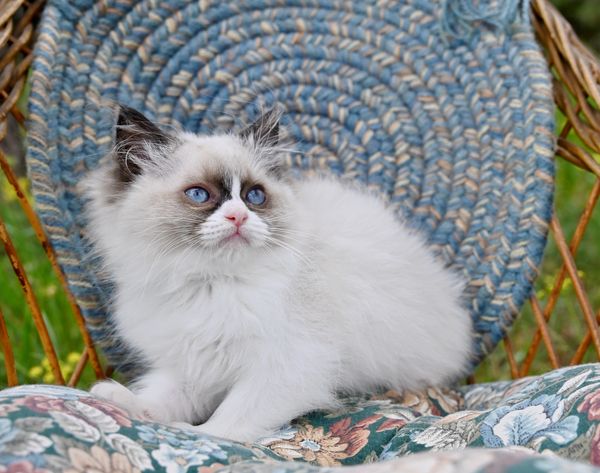 #RagdollKittensPortland
#RagdollKittensSeattle
#RagdollKittensNearMe
#RagdollKittensUSA