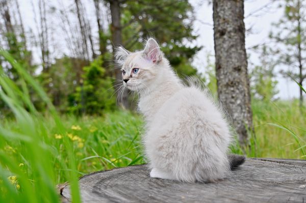 #RagdollKittensPortland
#RagdollKittensSeattle
#RagdollKittensNearMe
#RagdollKittensUSA