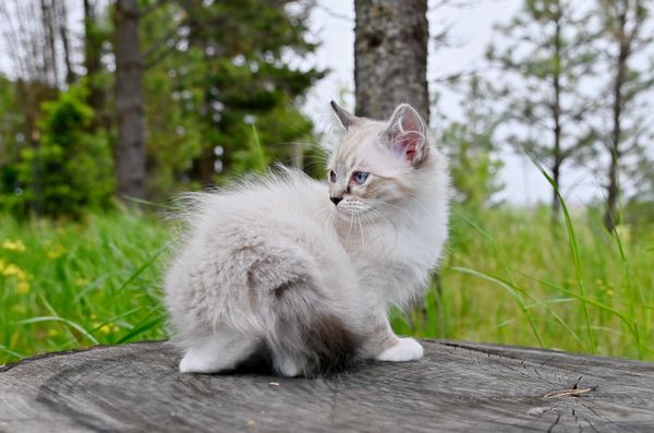 #RagdollKittensPortland
#RagdollKittensSeattle
#RagdollKittensNearMe
#RagdollKittensUSA