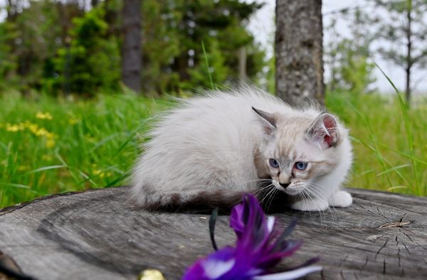 #RagdollKittensPortland
#RagdollKittensSeattle
#RagdollKittensNearMe
#RagdollKittensUSA