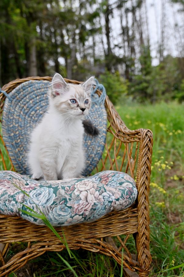 #RagdollKittensPortland
#RagdollKittensSeattle
#RagdollKittensNearMe
#RagdollKittensUSA