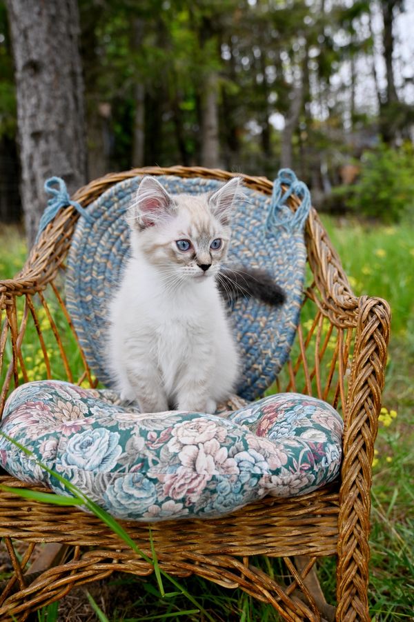 #RagdollKittensPortland
#RagdollKittensSeattle
#RagdollKittensNearMe
#RagdollKittensUSA