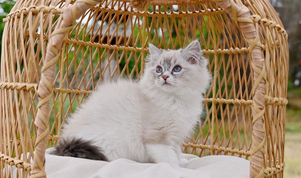 #RagdollKittensPortland
#RagdollKittensSeattle
#RagdollKittensNearMe
#RagdollKittensUSA