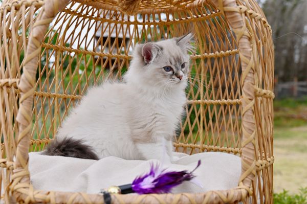 #RagdollKittensPortland
#RagdollKittensSeattle
#RagdollKittensNearMe
#RagdollKittensUSA
