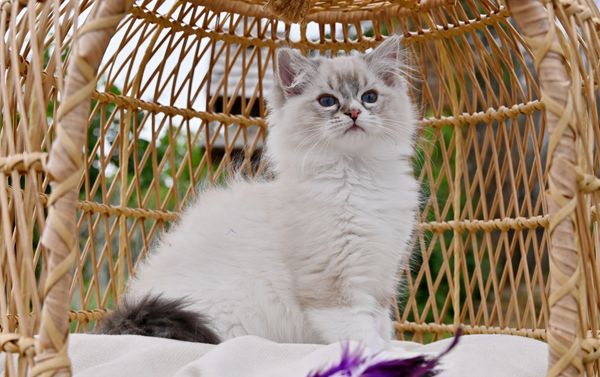 Ragdoll kitten for sale