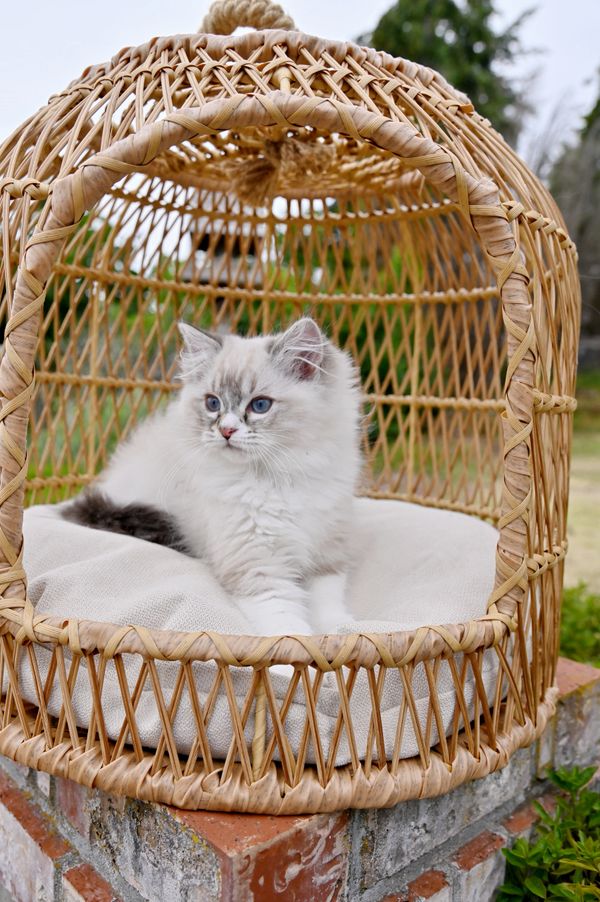 #RagdollKittensPortland
#RagdollKittensSeattle
#RagdollKittensNearMe
#RagdollKittensUSA