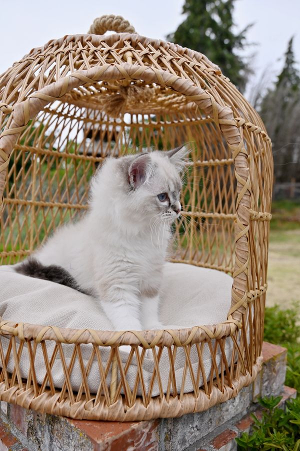 #RagdollKittensPortland
#RagdollKittensSeattle
#RagdollKittensNearMe
#RagdollKittensUSA