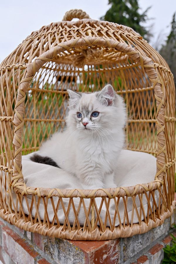#RagdollKittensPortland
#RagdollKittensSeattle
#RagdollKittensNearMe
#RagdollKittensUSA