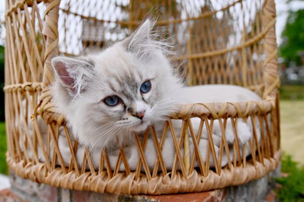 #RagdollKittensPortland
#RagdollKittensSeattle
#RagdollKittensNearMe
#RagdollKittensUSA