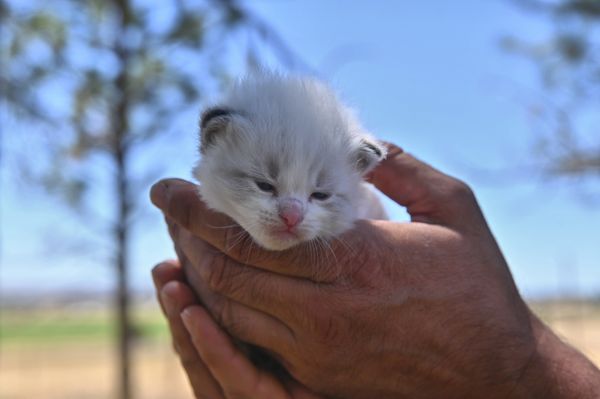 #RagdollKittensPortland
#RagdollKittensSeattle
#RagdollKittensNearMe
#RagdollKittensUSA