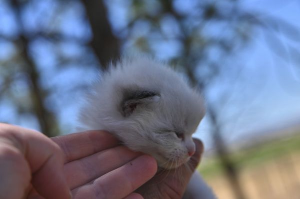 #RagdollKittensPortland
#RagdollKittensSeattle
#RagdollKittensNearMe
#RagdollKittensUSA