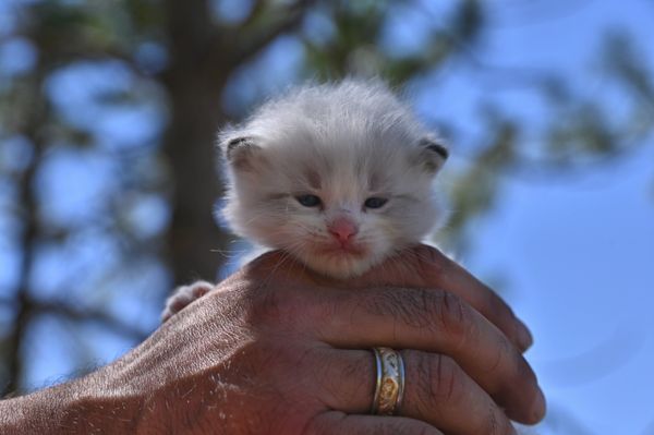 #RagdollKittensPortland
#RagdollKittensSeattle
#RagdollKittensNearMe
#RagdollKittensUSA