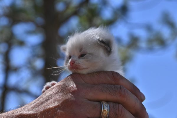 #RagdollKittensPortland
#RagdollKittensSeattle
#RagdollKittensNearMe
#RagdollKittensUSA