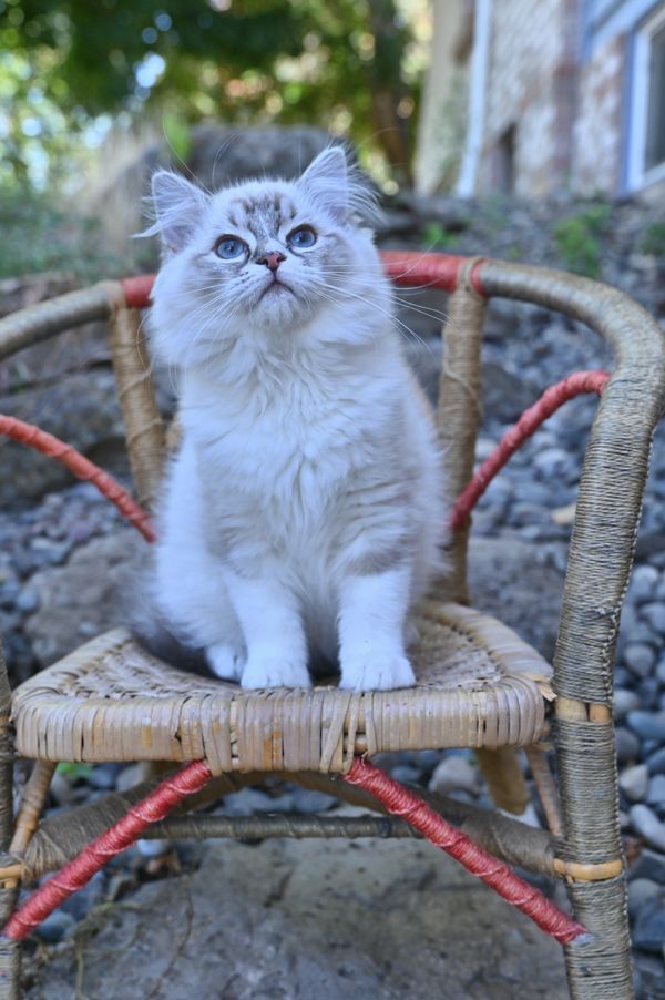 #RagdollKittensPortland
#RagdollKittensSeattle
#RagdollKittensNearMe
#RagdollKittensUSA