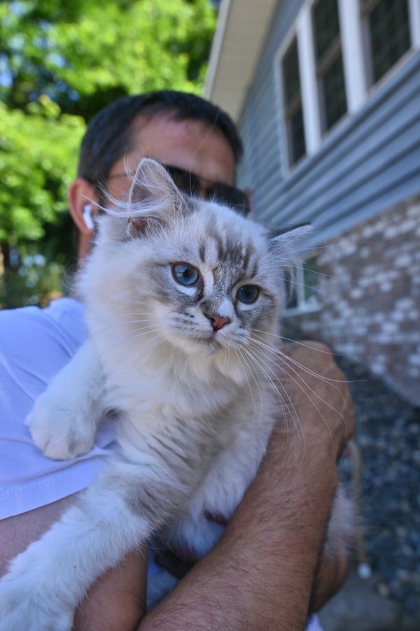 #RagdollKittensPortland
#RagdollKittensSeattle
#RagdollKittensNearMe
#RagdollKittensUSA