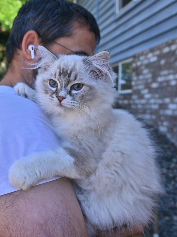 #RagdollKittensPortland
#RagdollKittensSeattle
#RagdollKittensNearMe
#RagdollKittensUSA