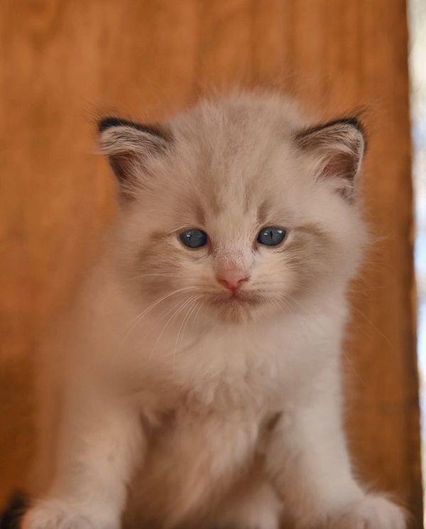 #RagdollKittensPortland
#RagdollKittensSeattle
#RagdollKittensNearMe
#RagdollKittensUSA