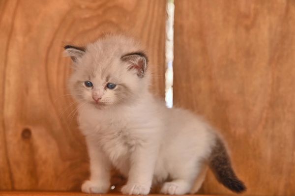 #RagdollKittensPortland
#RagdollKittensSeattle
#RagdollKittensNearMe
#RagdollKittensUSA