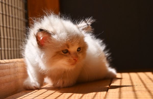 #RagdollKittensPortland
#RagdollKittensSeattle
#RagdollKittensNearMe
#RagdollKittensUSA