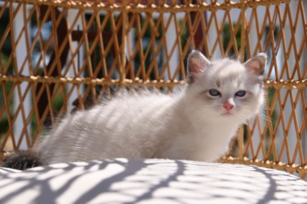 #RagdollKittensPortland
#RagdollKittensSeattle
#RagdollKittensNearMe
#RagdollKittensUSA