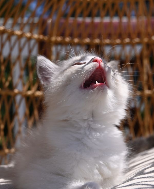 #RagdollKittensPortland
#RagdollKittensSeattle
#RagdollKittensNearMe
#RagdollKittensUSA