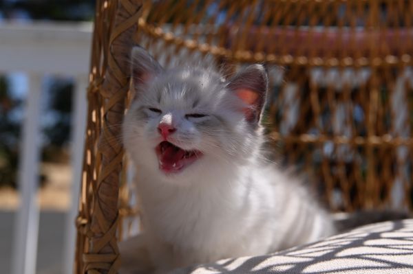 #RagdollKittensPortland
#RagdollKittensSeattle
#RagdollKittensNearMe
#RagdollKittensUSA