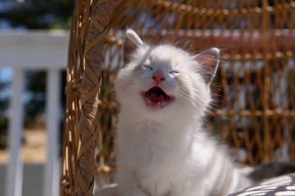 #RagdollKittensPortland
#RagdollKittensSeattle
#RagdollKittensNearMe
#RagdollKittensUSA