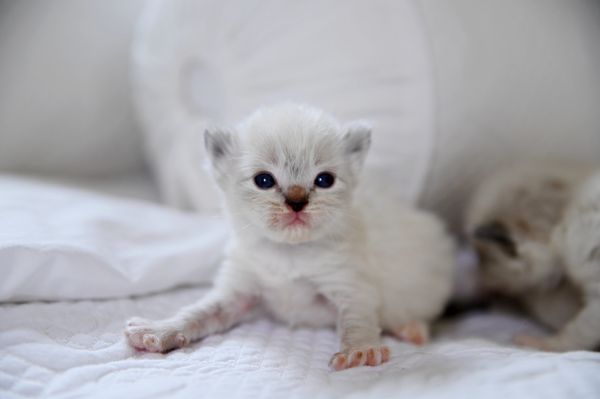 #RagdollKittensPortland
#RagdollKittensSeattle
#RagdollKittensNearMe
#RagdollKittensUSA