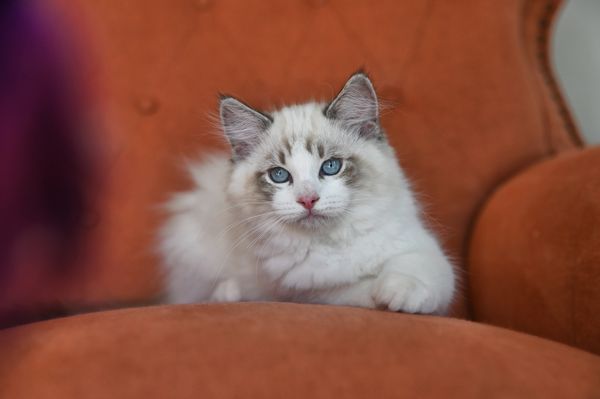 #RagdollKittensPortland
#RagdollKittensSeattle
#RagdollKittensNearMe
#RagdollKittensUSA